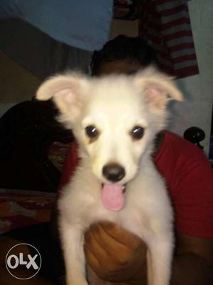 Indian puppy phemerian male dog