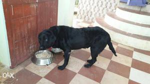 It is male labrador for sell very urgent pls