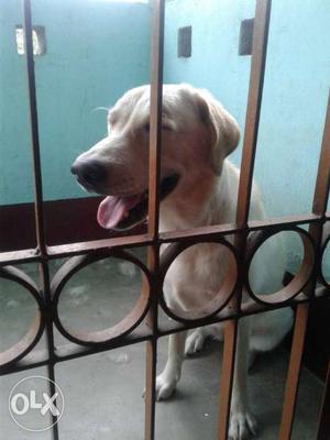 Its a good habit labrador He is 9 mnth old