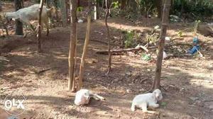 Jamnpyari breed goat with 2 jamnpyari male goat