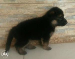 KCI Registered German Shepard puppy's available