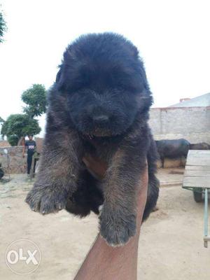 Kci german shepherd male and female puppy one month old