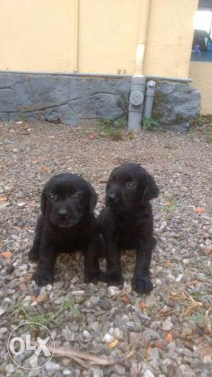 Lab puppy (male and female) for Sale.o