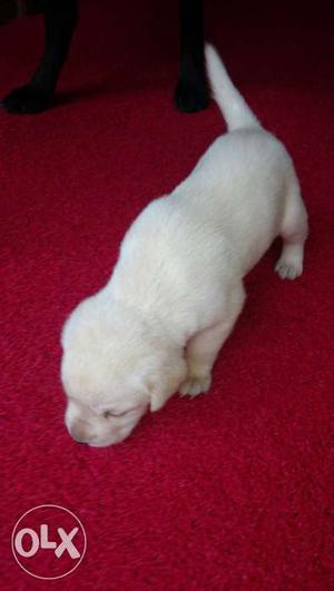 Labrador retriever puppies for sale