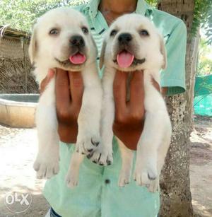 Labrador's male puppies available and healthy