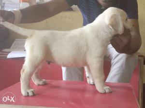Light Cream Labrador Retriever Puppy