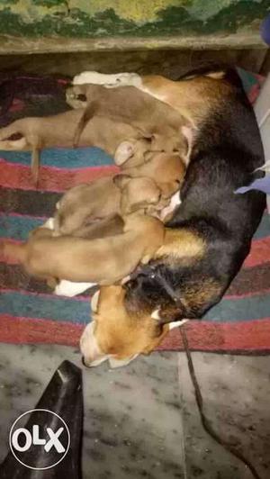 Litter Of Beagle Puppies