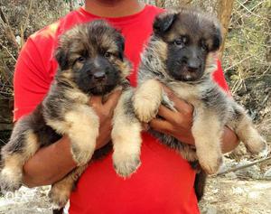 Long coat German Shepherd pups for your locality