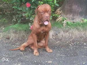 Medium Brown Short Coat Dog