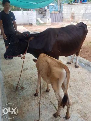 Moti cow with calfs available for sale in