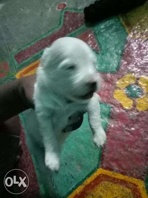 New born white puppy