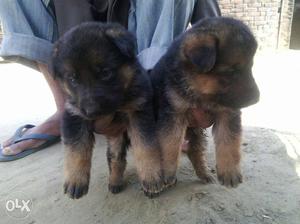 O6 German Shepherd puppy 30 days old pure breed top