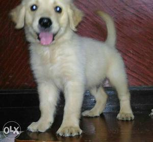 One Golden Retriever male puppy For Sale.