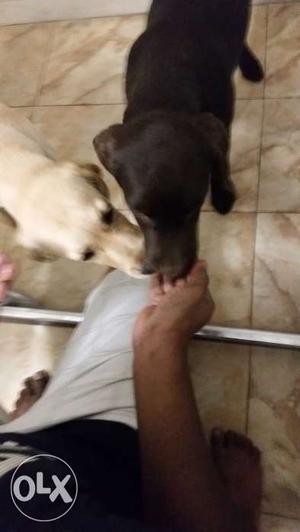 Pair of Labrador (fawn female and Brown male)