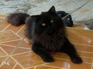 Persian Cats and kittens available