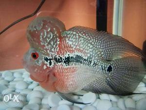Pink And Silver-colored Flowerhorn Cichlid