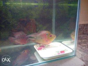 Pink Aquarium Fish