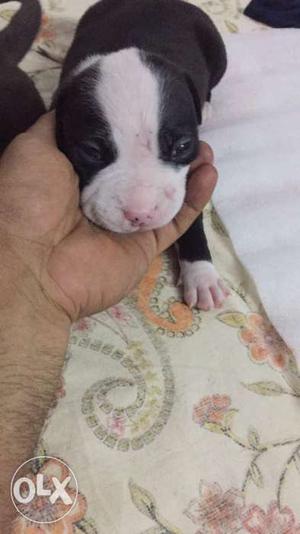 Pitbull puppies for sale male: female: