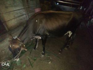 Pregnant cow for sell