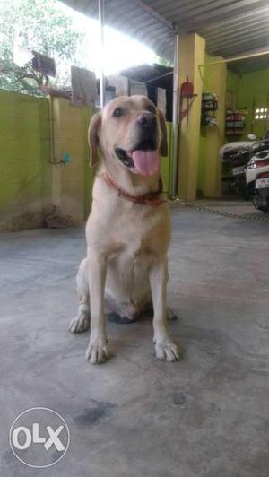 Proven lab male for sale interested call me