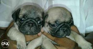 Pug male and female puppies available. 28 days