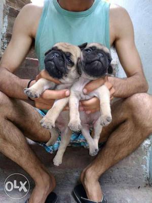 Pug puppies fawn color