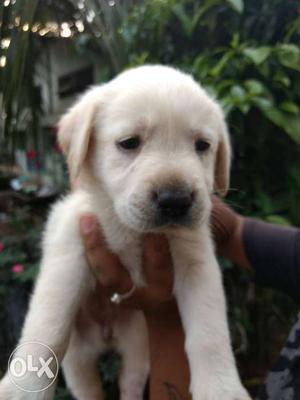 Punch head short tail Labrador puppy available