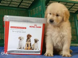 Pure breed Golden Retriever pups Available at JAMHAR