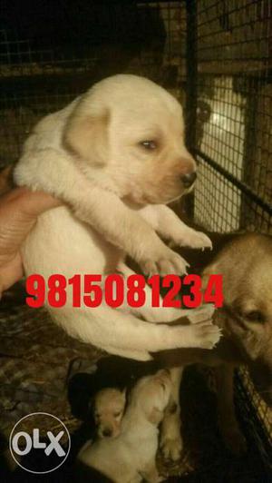 Pure breed Labrador pups available