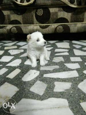 Pure white colour pamerian dog 35 days old