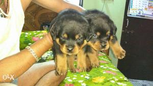 ROTTWEILER femalee pure breed puppies available