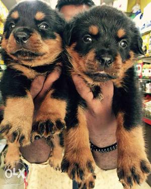 ROTTWEILER femalee pure breed puppies sell