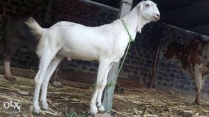 Rajashtani Ajmera White Goat