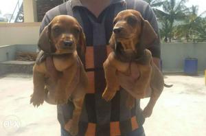Red n Rust Dachshund Puppies