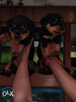 Rottweiler heavy bone puppies available in
