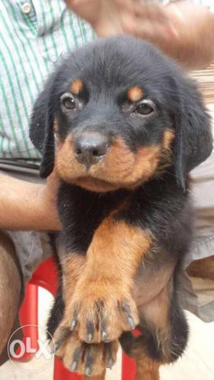 Rottweiler puppies for sale with kci certificate