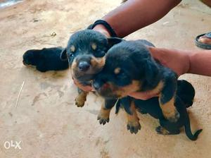 Rottwiller puppies for sale, intrested people can contact