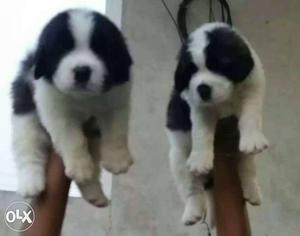 Saint Bernard puppies available top quality