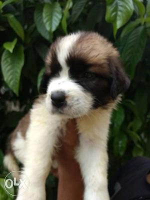 Saint Bernard puppy available in ready stock