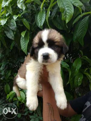 Saint Bernard puppy available in ready stock at