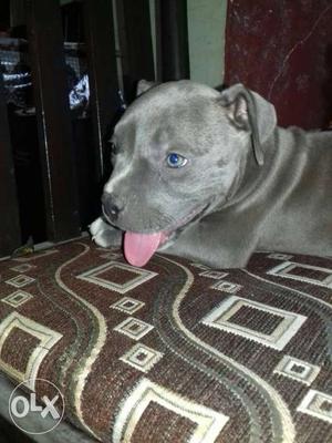 Short Coat Gray Dog american bully blue eyes and never give