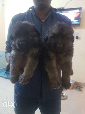Show quality German shepherd puppy is available