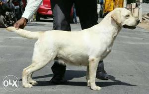 Show quality Labrador retriever pupa available
