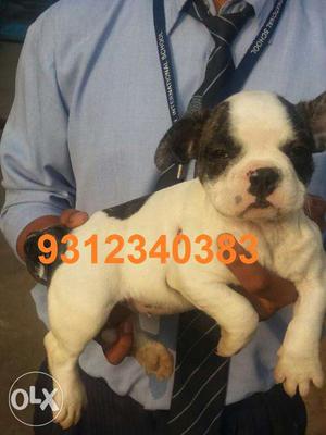 Small Breed French Bulldog & Chihuahua Pure Pup Sell in