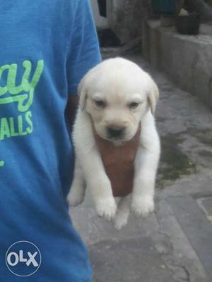 Superb quality Female lab pupps available...broad apple