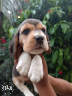 Superb quality beagle puppy available in ready