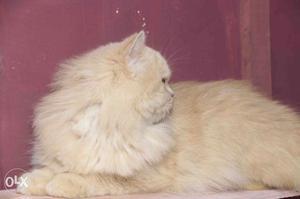 Tan Persian Cat