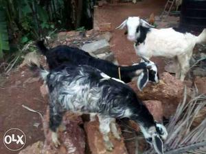 Three Black And White Coated Goats