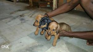 Three Brown And Black Short Coated Puppies