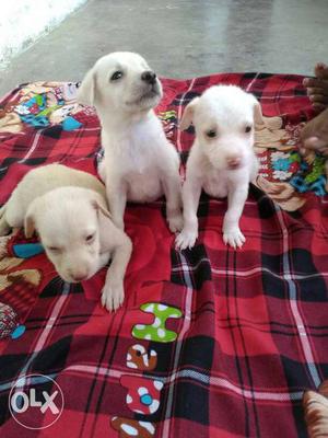 Three White Short Coated Puppies